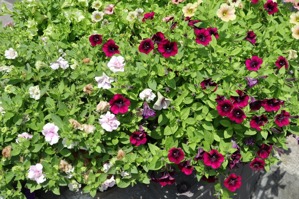 ペチュニア カリブアコアの切り戻しと処分品カリブアコアget しだれ咲きタイプ観葉あさがお 夏だより とか 色えんぴつのひとりごと