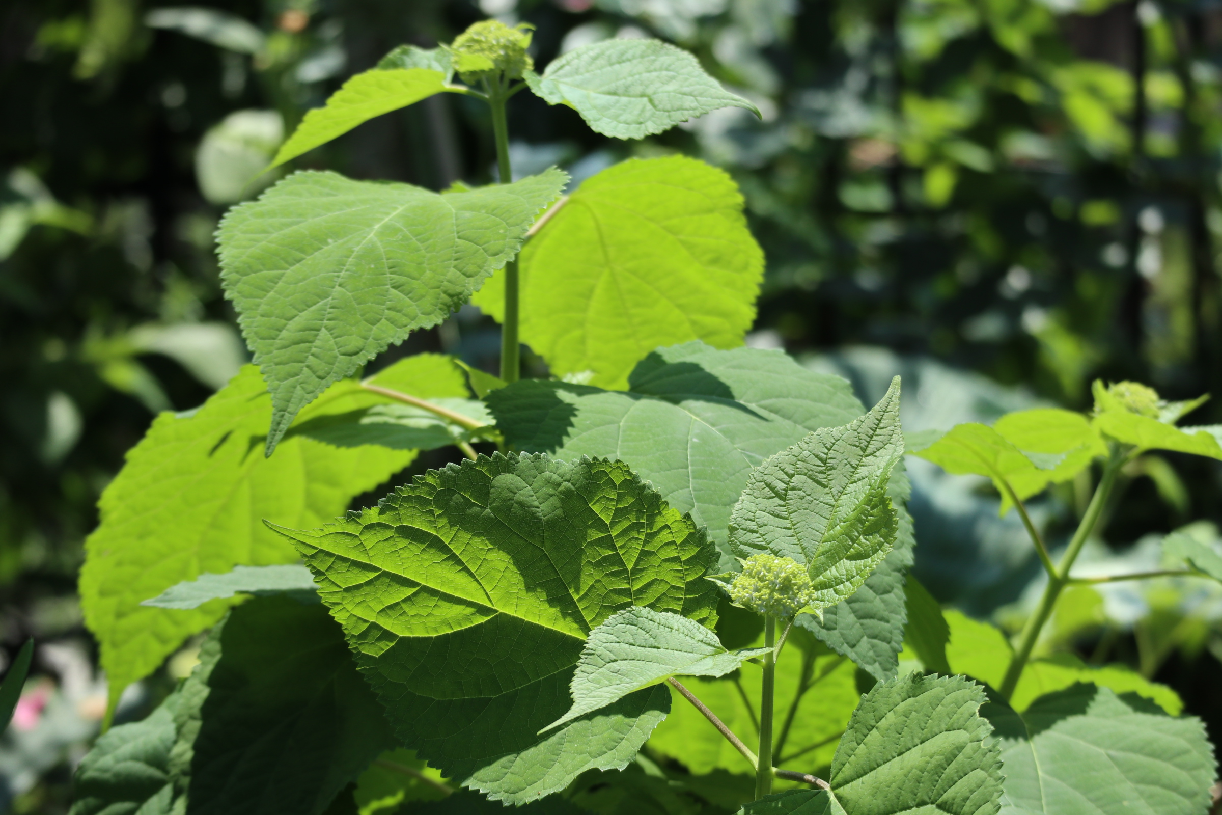 庭のひとコマと 姫ワレモコウ ばらほたる 色えんぴつのひとりごと 庭のひとコマと 姫ワレモコウ ばらほたる 色えんぴつのひとりごと