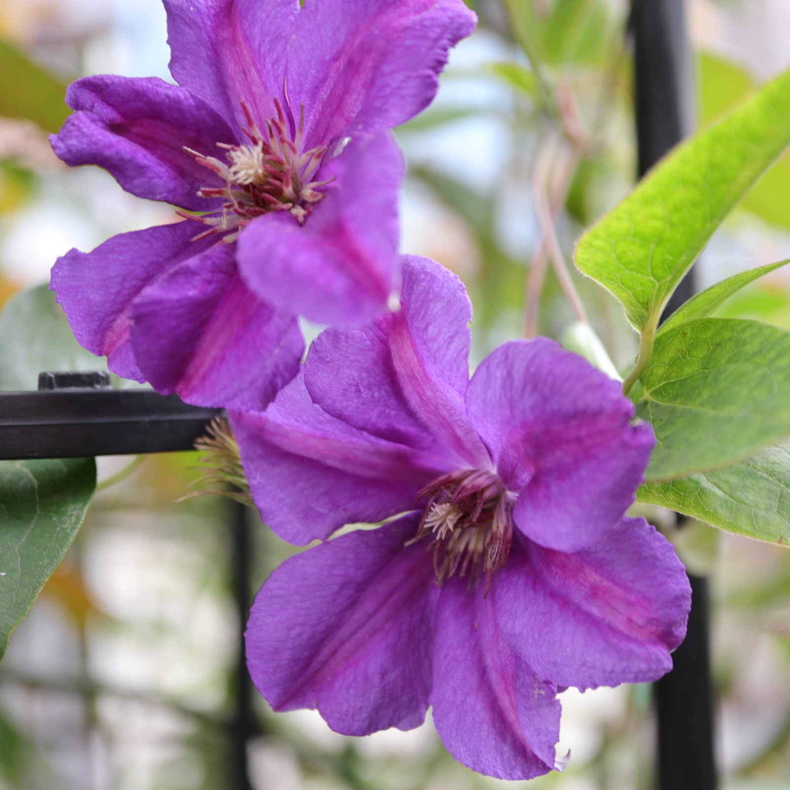 ようやくクレマチス プリンセス ケイト の開花とその他のクレマチスとか 色えんぴつのひとりごと