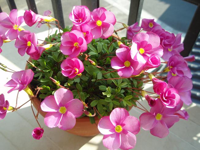 良く似てる オキザリス 桃の輝き と オマー 色えんぴつのひとりごと