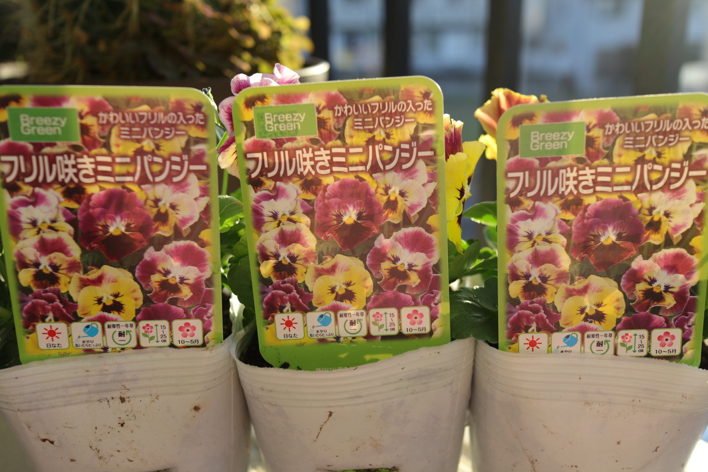 ちょっとずつ ちょっとずつですよ 色えんぴつのひとりごと