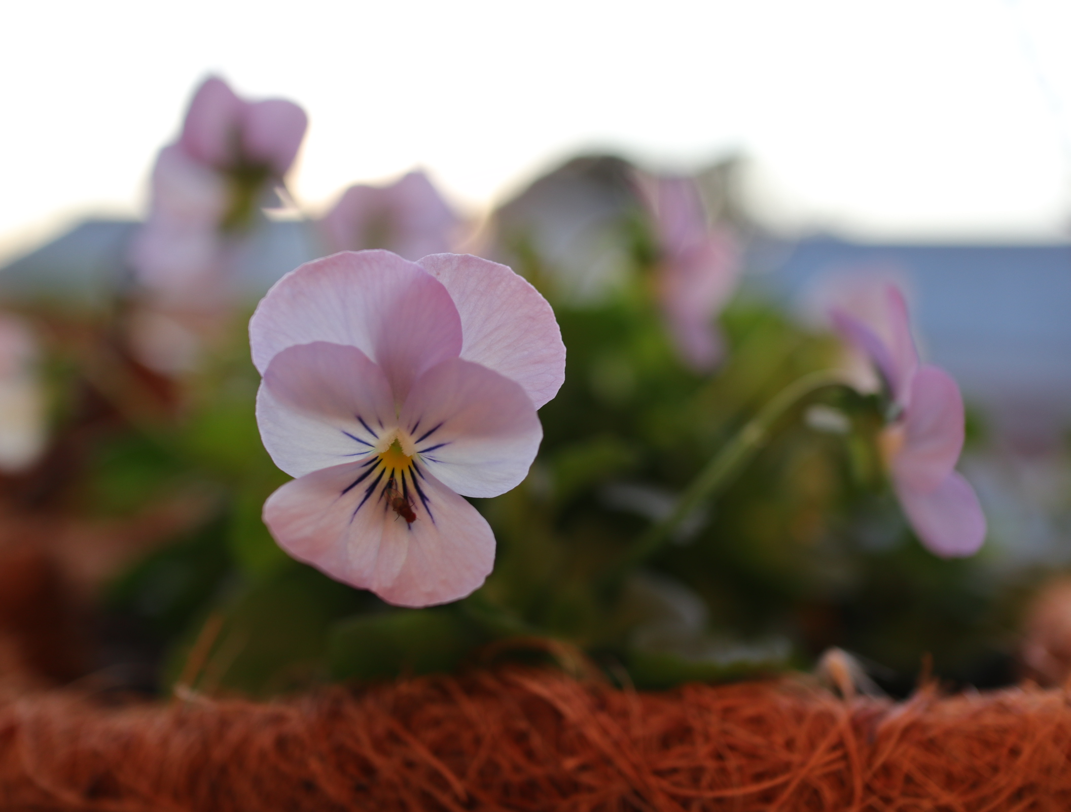 ハンギング フィオリーナ 定植ピンチ後の開花が始まった 色えんぴつのひとりごと ハンギング フィオリーナ 定植ピンチ後の開花が始まった 色えんぴつのひとりごと