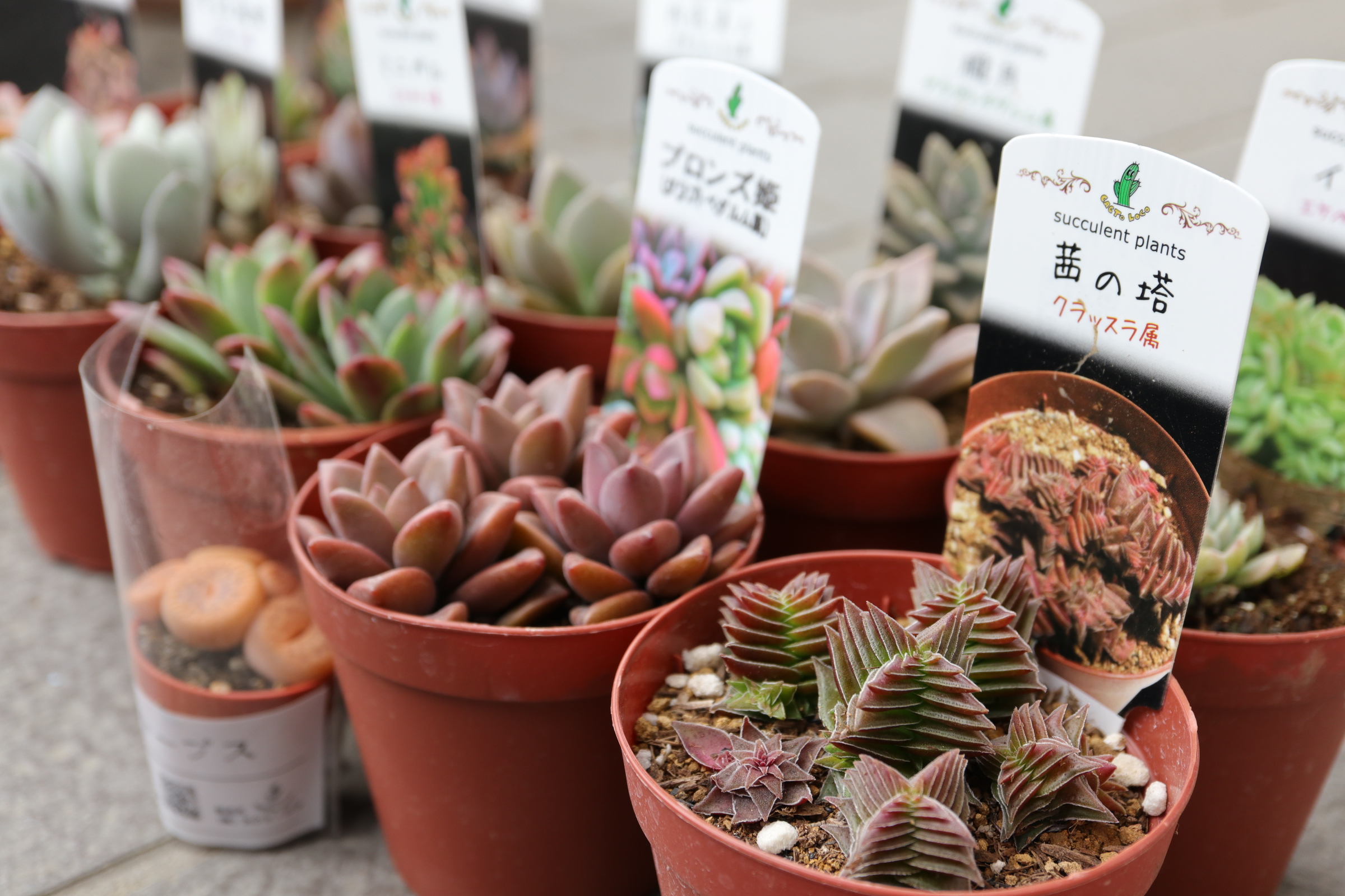 コメリの新規開店に行ってみた 色えんぴつのひとりごと