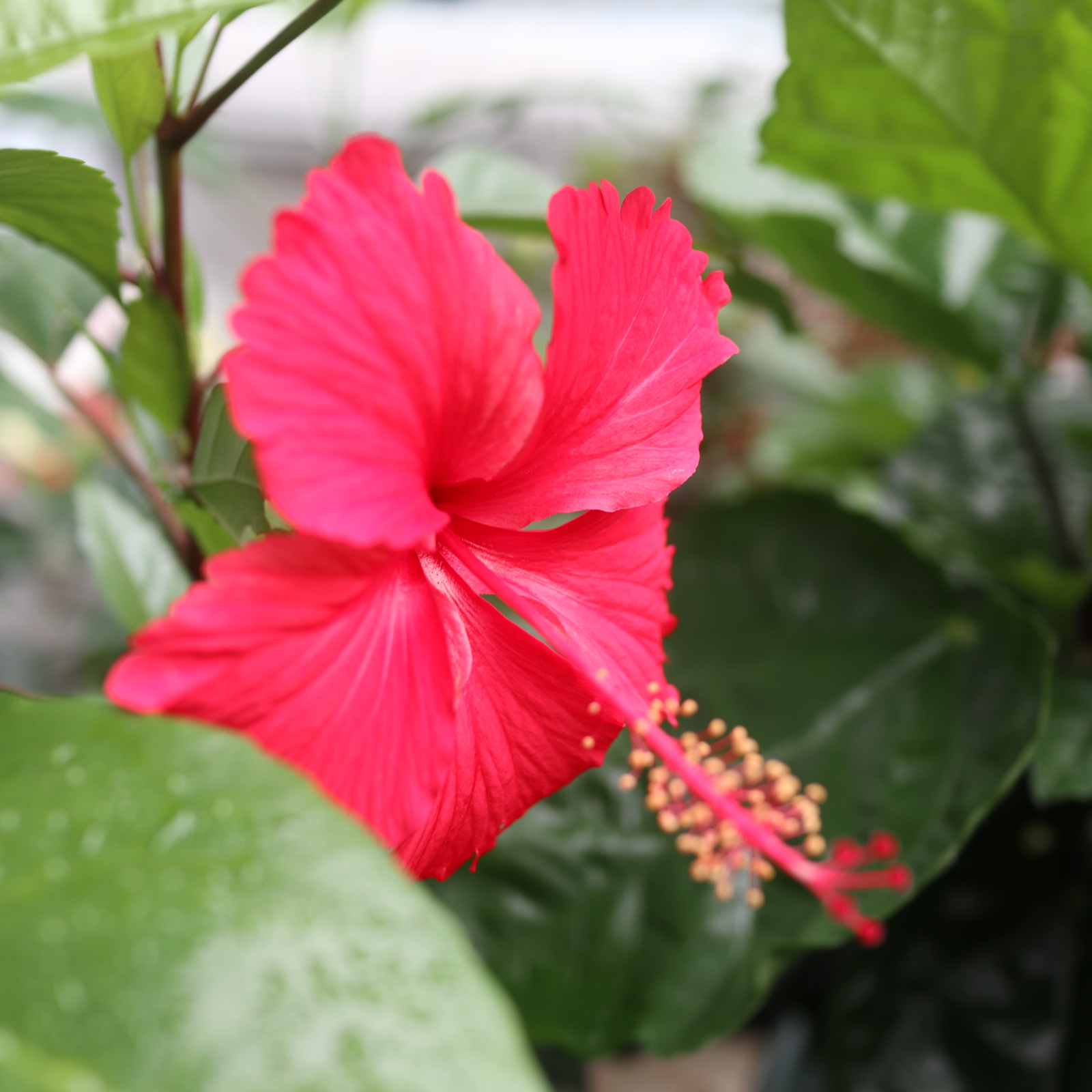 ハイビスカス 害虫に狙われる と半額セール 色えんぴつのひとりごと ハイビスカス 害虫に狙われる と半額セール 色えんぴつのひとりごと