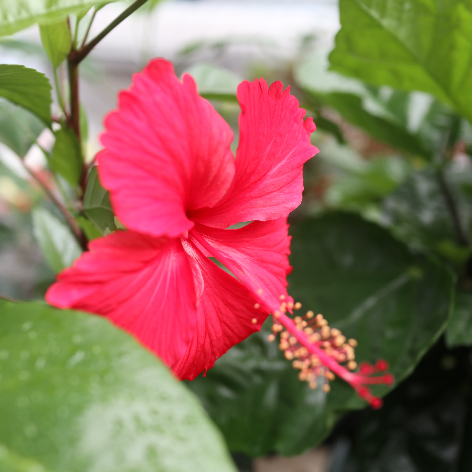 ハイビスカス 害虫に狙われる と半額セール 色えんぴつのひとりごと