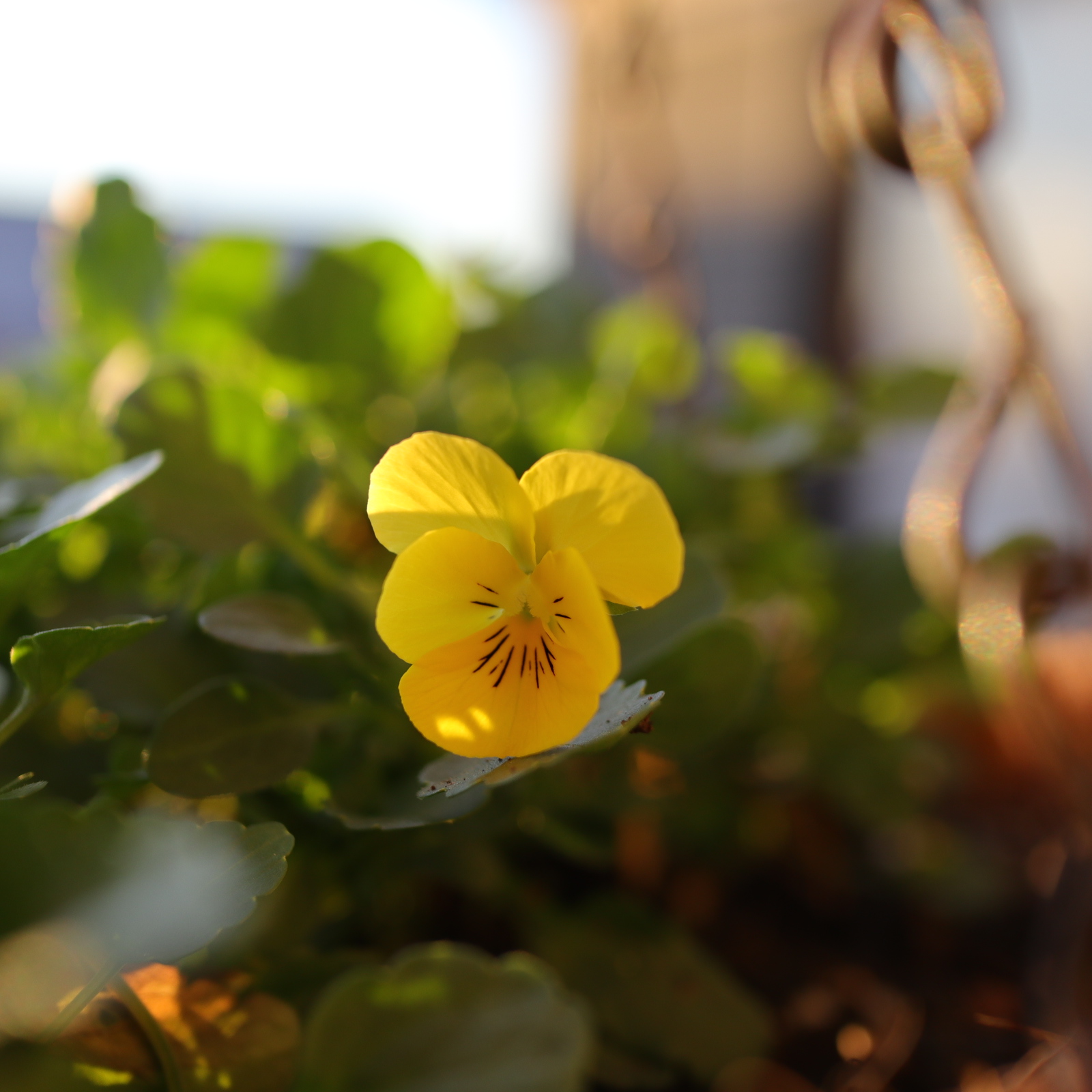 ハンギング フィオリーナ 定植ピンチ後の開花が始まった 色えんぴつのひとりごと ハンギング フィオリーナ 定植ピンチ後の開花が始まった 色えんぴつのひとりごと