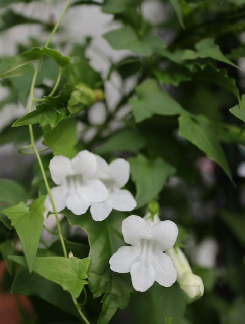 ブルーのアサリナ 肥料焼けしてダメになって と復活のペチュニア 花衣 紅水晶 と 黒真珠 色えんぴつのひとりごと ブルーのアサリナ 肥料焼けしてダメになって と復活のペチュニア 花衣 紅水晶 と 黒真珠 色えんぴつのひとりごと