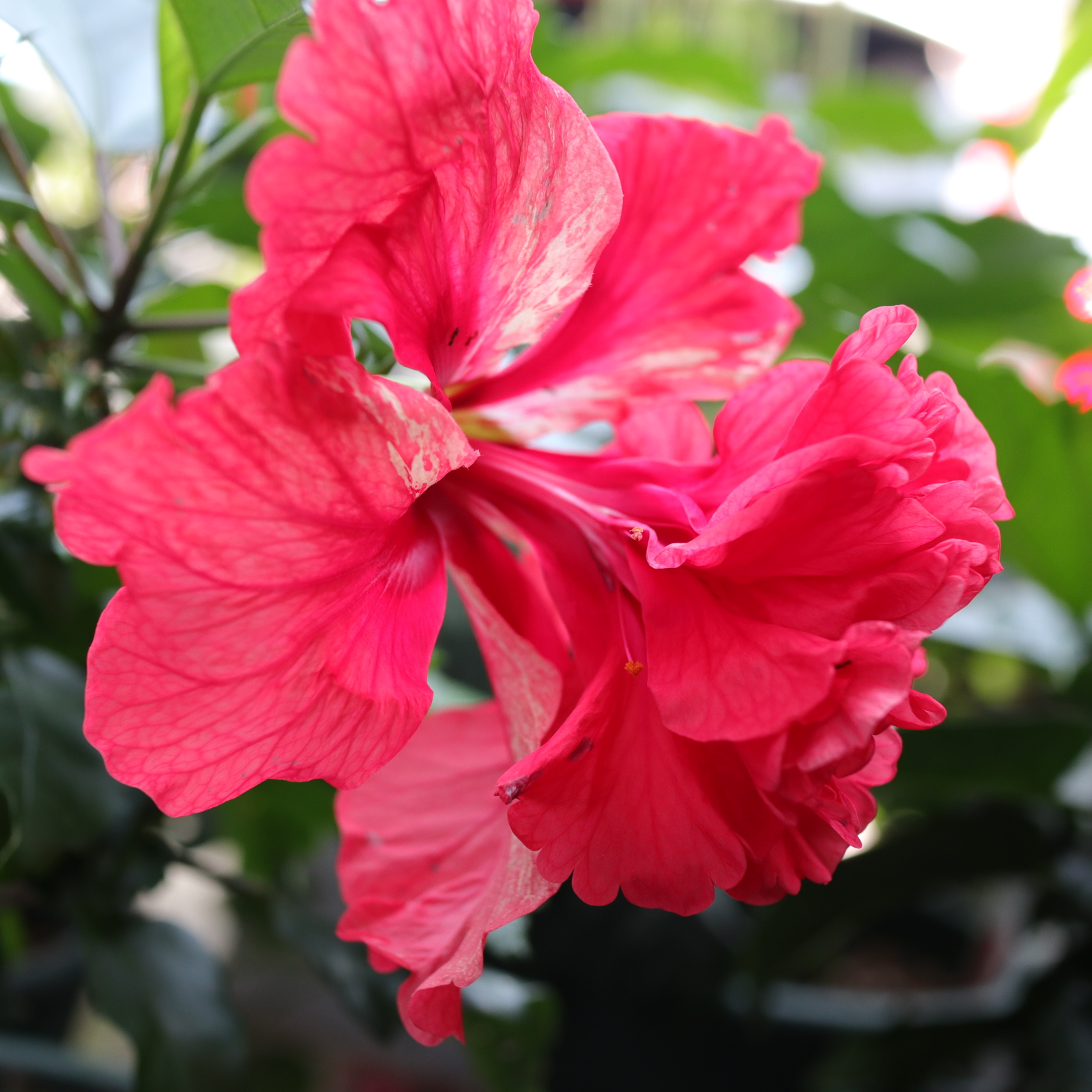 ハイビスカス様専用 iskts様専用 ハイビスカス 苗木 レッドフラミンゴ