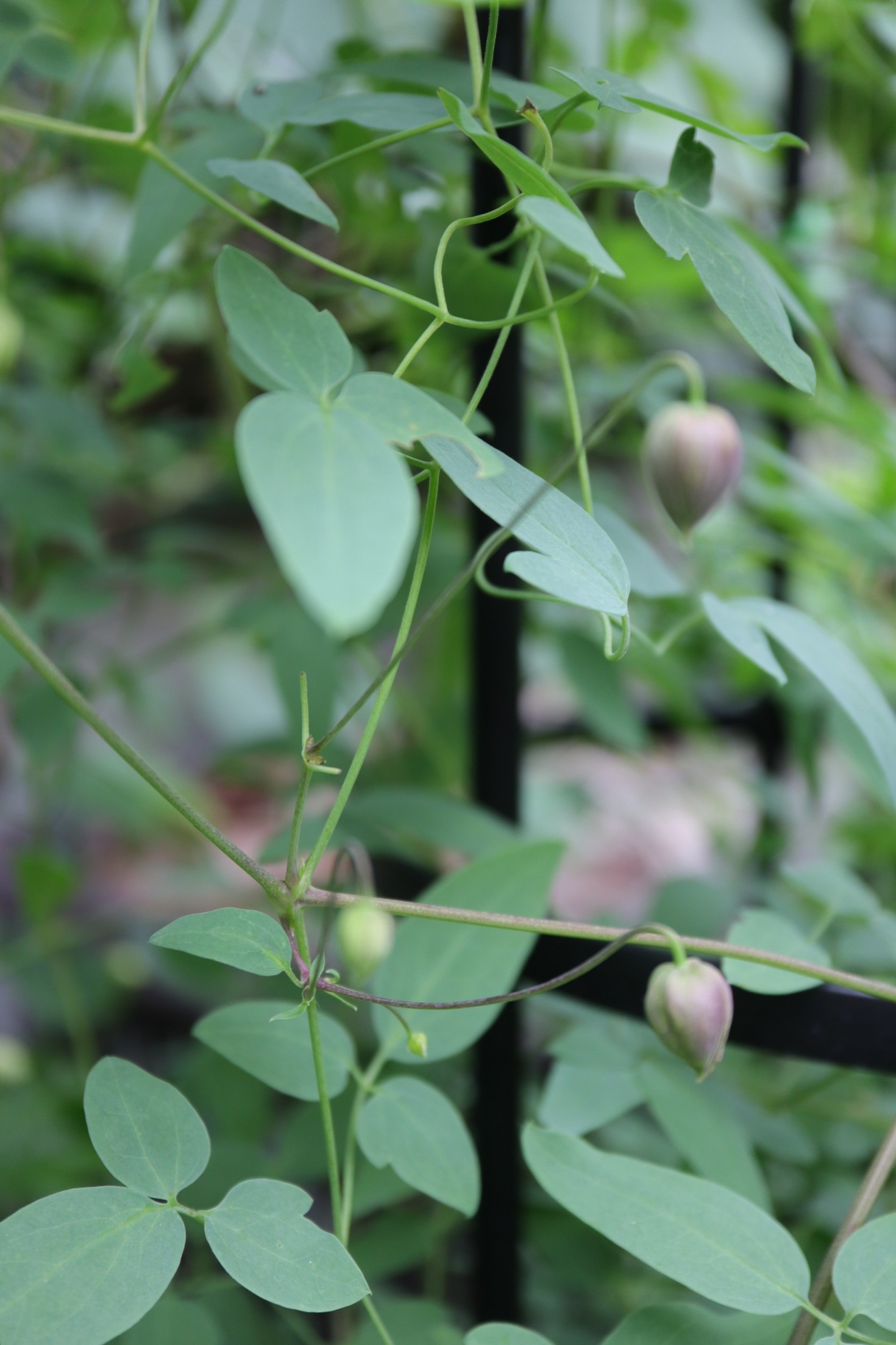 ようやくクレマチス プリンセス ケイト の開花とその他のクレマチスとか 色えんぴつのひとりごと