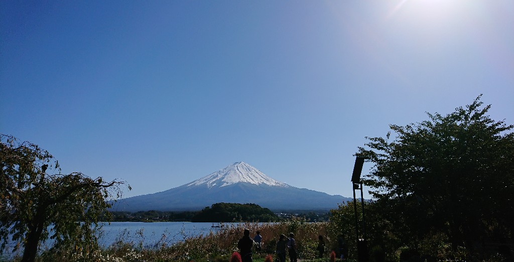 河口湖 大石公園のコキアの紅葉を見に行ってみた 色えんぴつのひとりごと