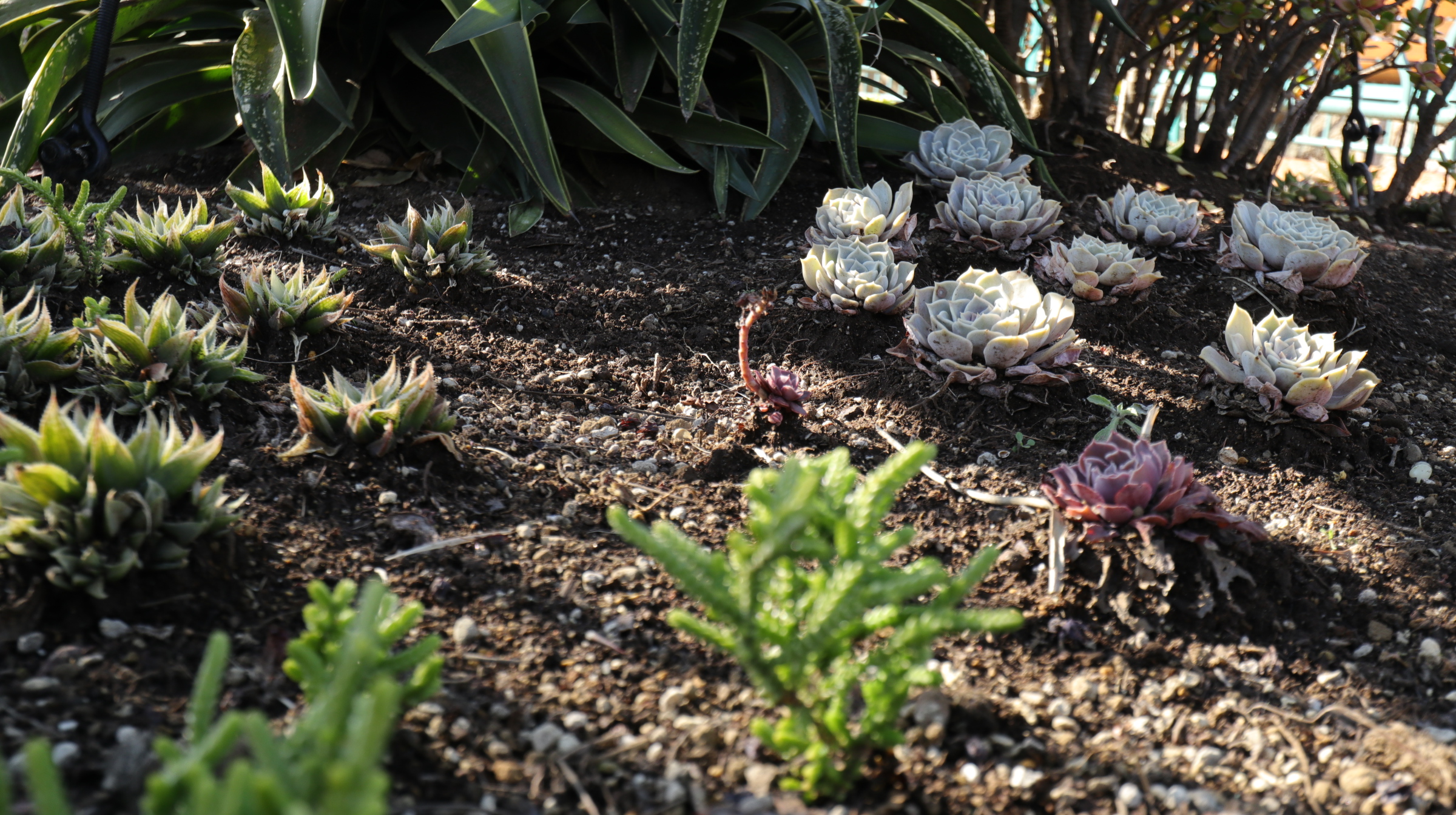 ２０１８冬 ディズニーシーを彩るお花たち 色えんぴつのひとりごと