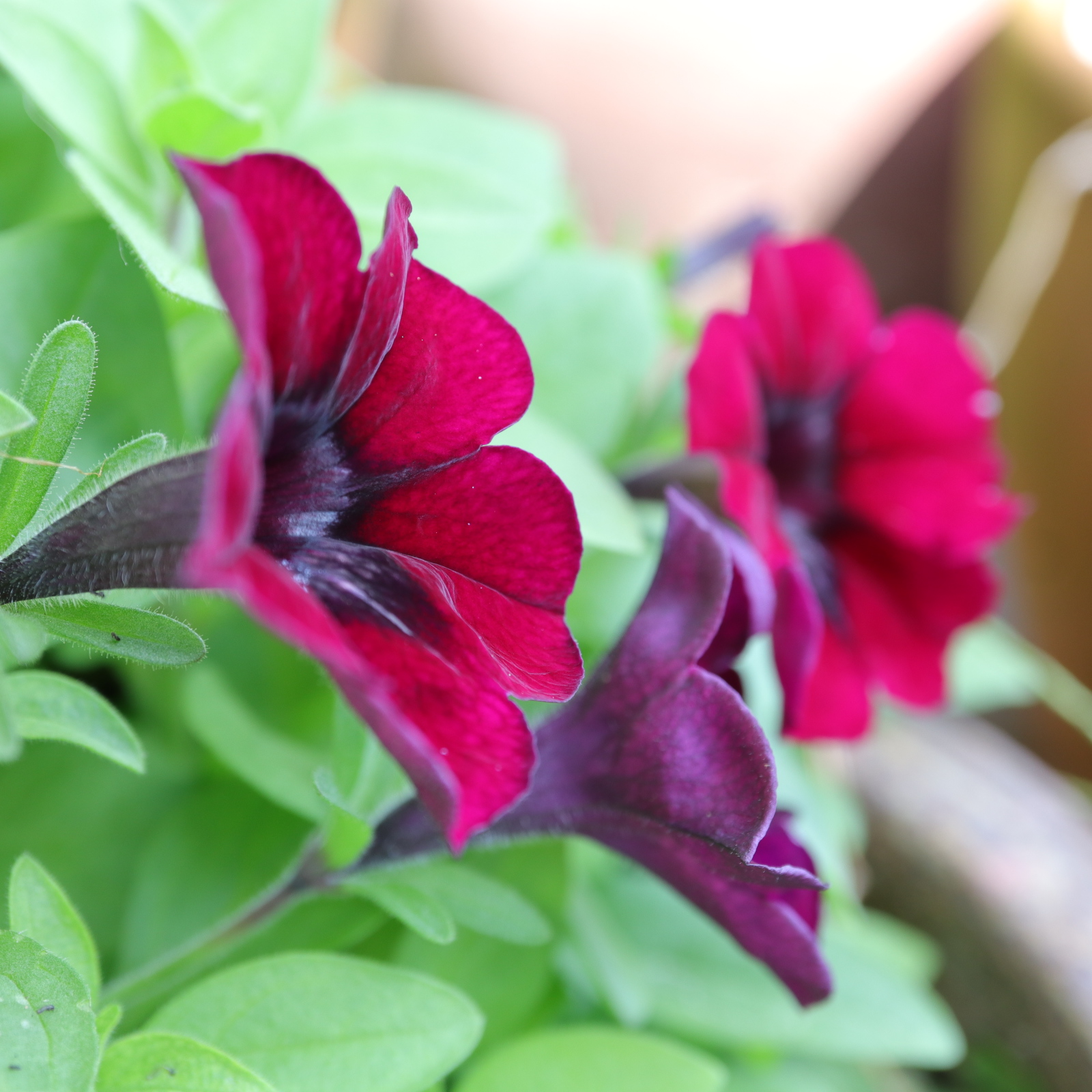 零れ種からのペチュニア開花とピンクバナナのその後とか 色えんぴつのひとりごと