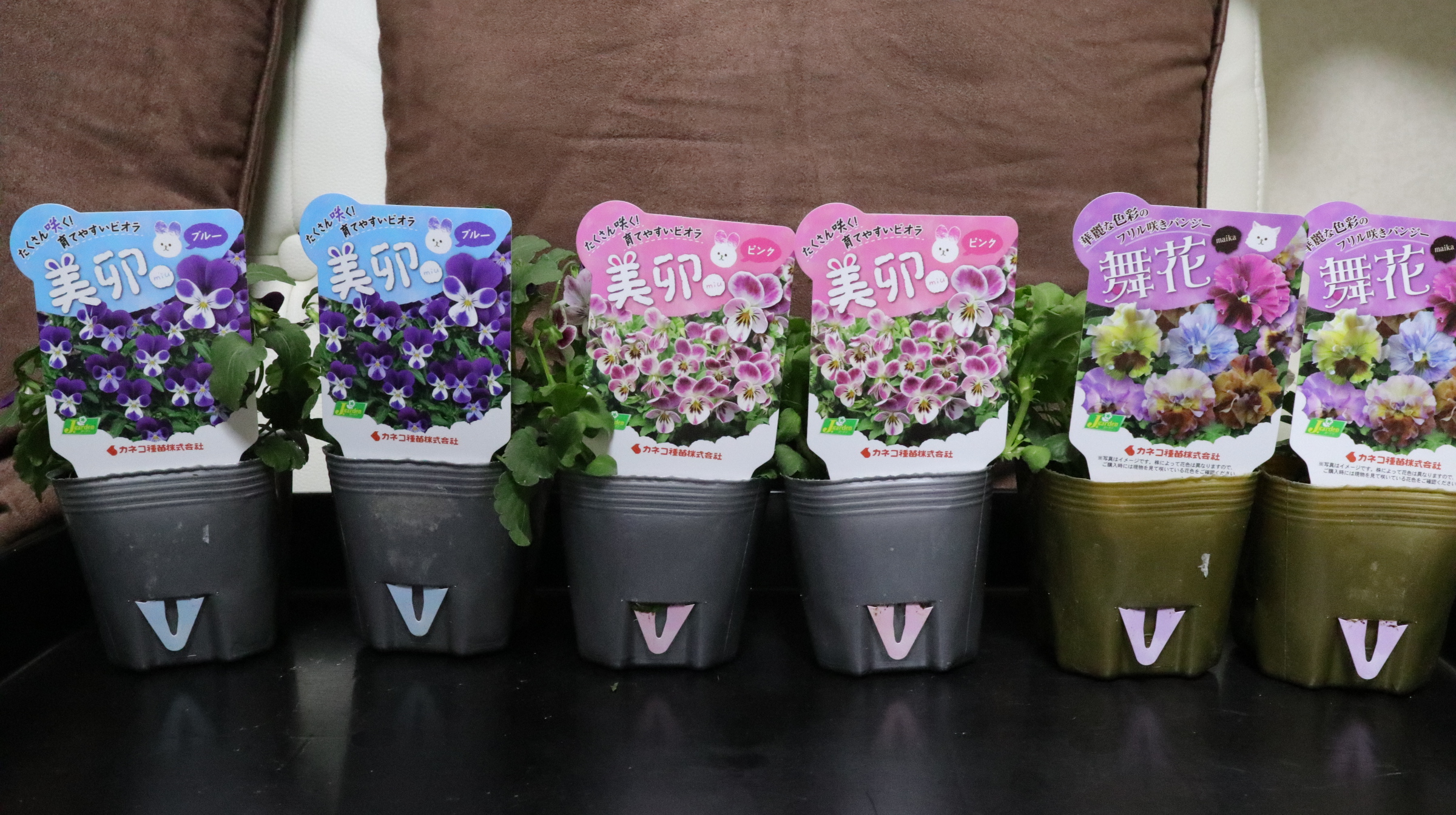 ラビットタイプビオラ 美卯 Miu とフリル咲きパンジー 舞花 Maika Getとその後のパンジー ビオラたち 色えんぴつのひとりごと