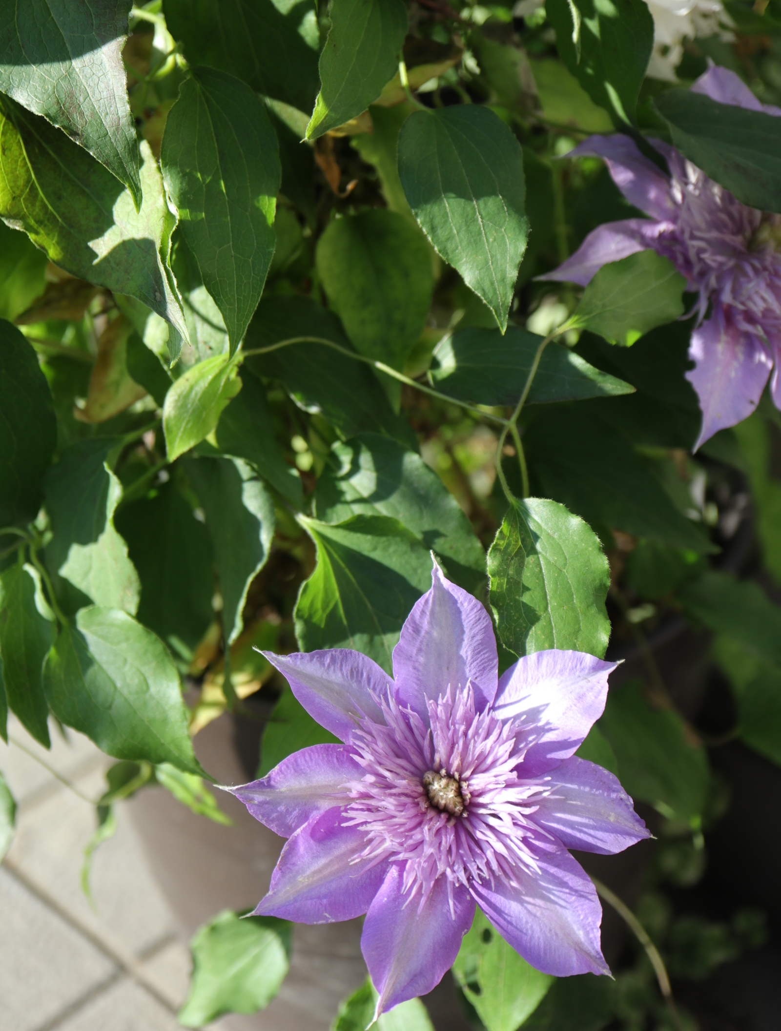 クレマチス 春姫 ニュウ ベンダーソニー の開花ともうすぐ開花の ミケリテ や今朝のバラたち 色えんぴつのひとりごと