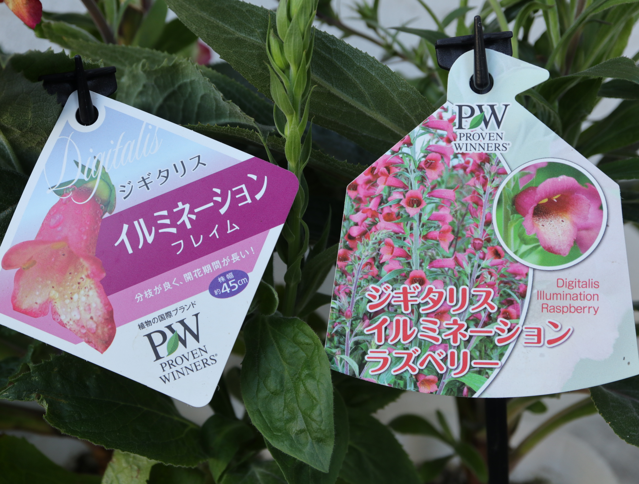 お迎えのお値下げ苗ジギタリス イルミネーション フレイム と イルミネーション ラズベリー とクレマチス エキナセア バラとか 色えんぴつのひとりごと