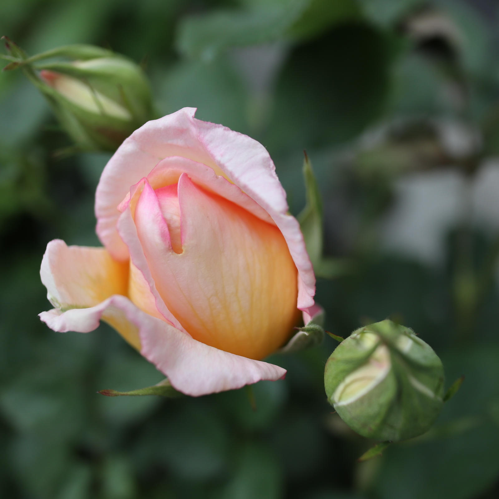 バラ 薫乃 が開花した 色えんぴつのひとりごと