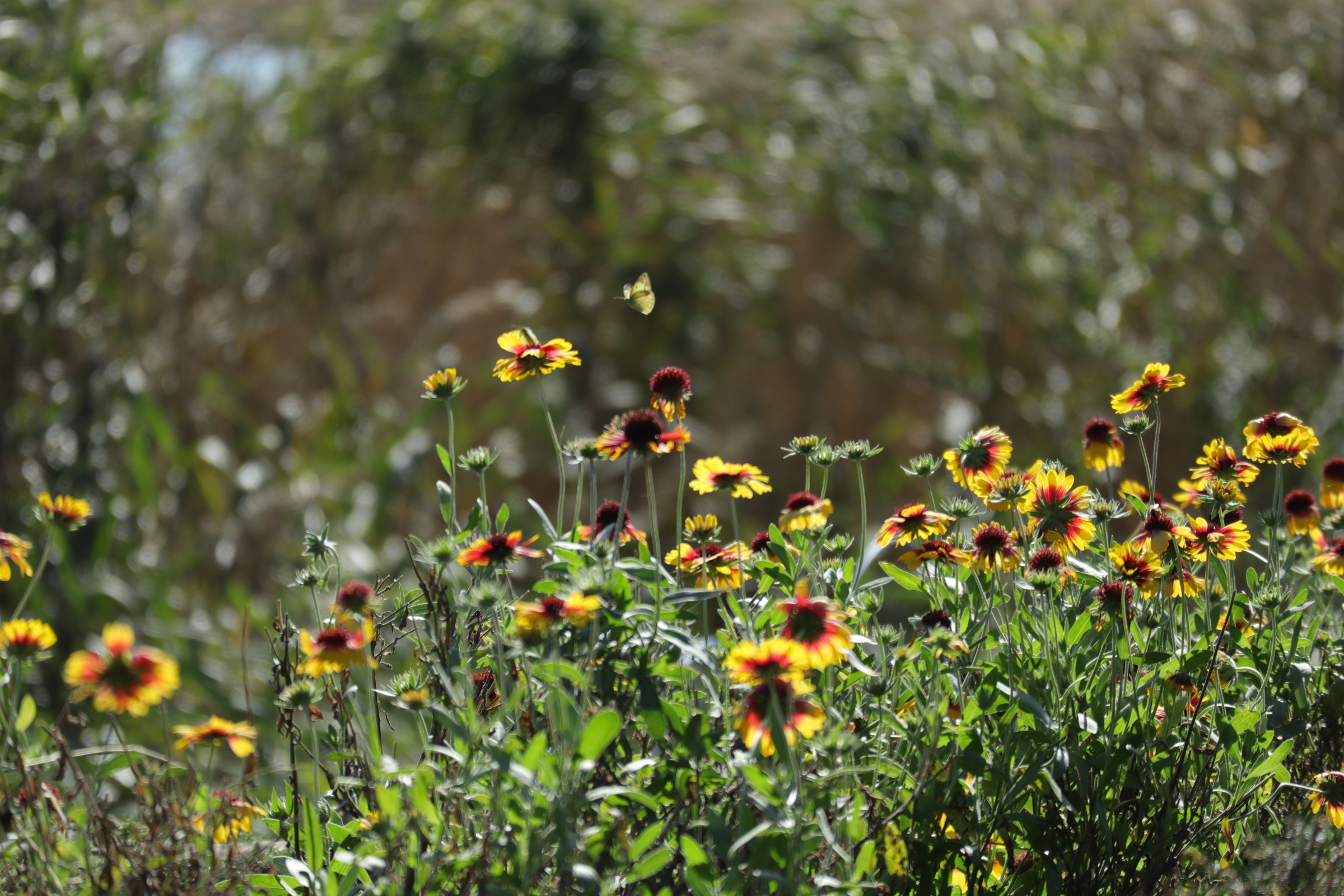 河口湖 大石公園のコキアの紅葉を見に行ってみた 色えんぴつのひとりごと