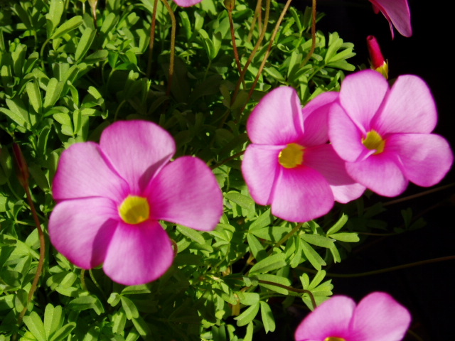 良く似てる オキザリス 桃の輝き と オマー 色えんぴつのひとりごと