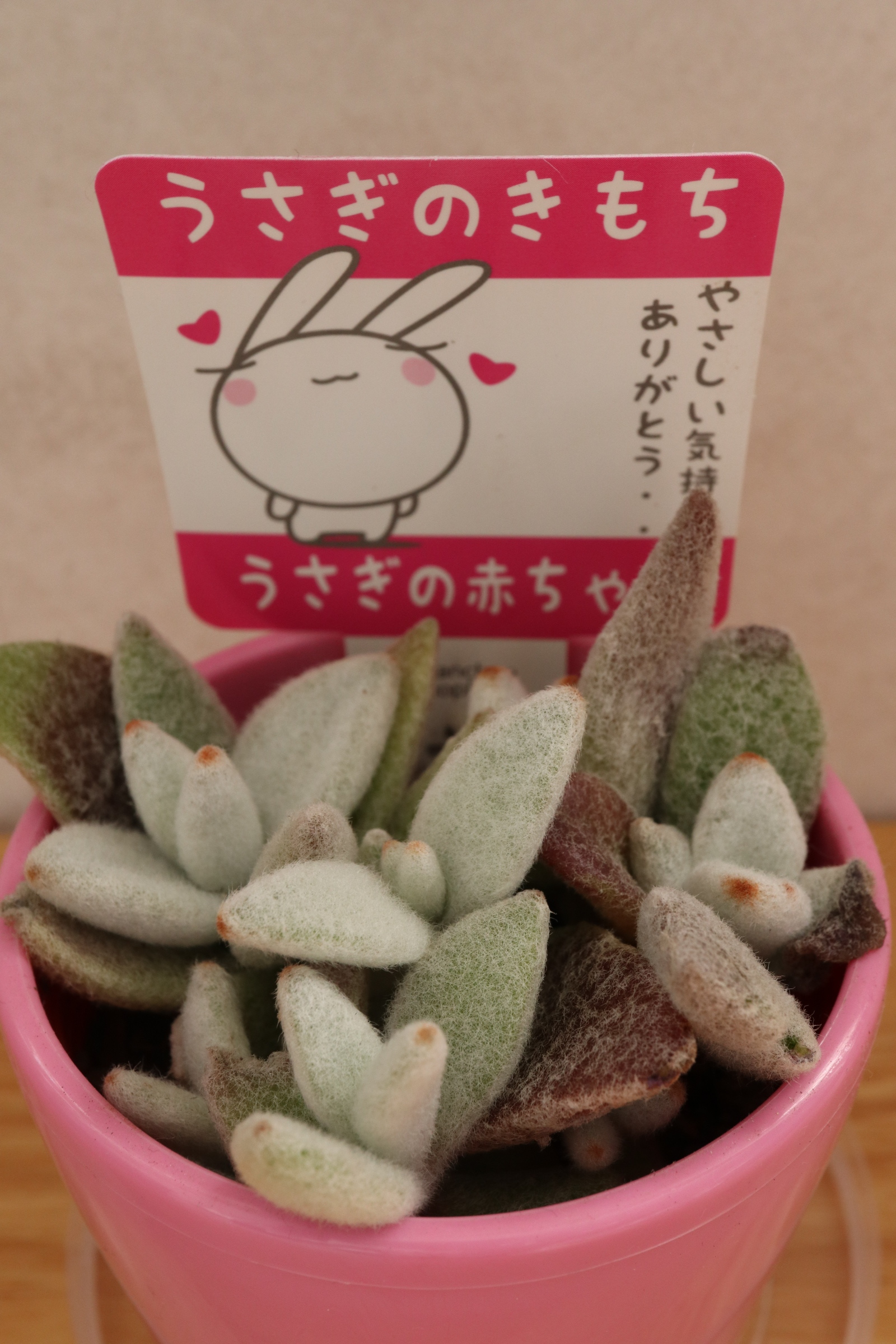 まんまとラビットトラップにはまる 笑 色えんぴつのひとりごと