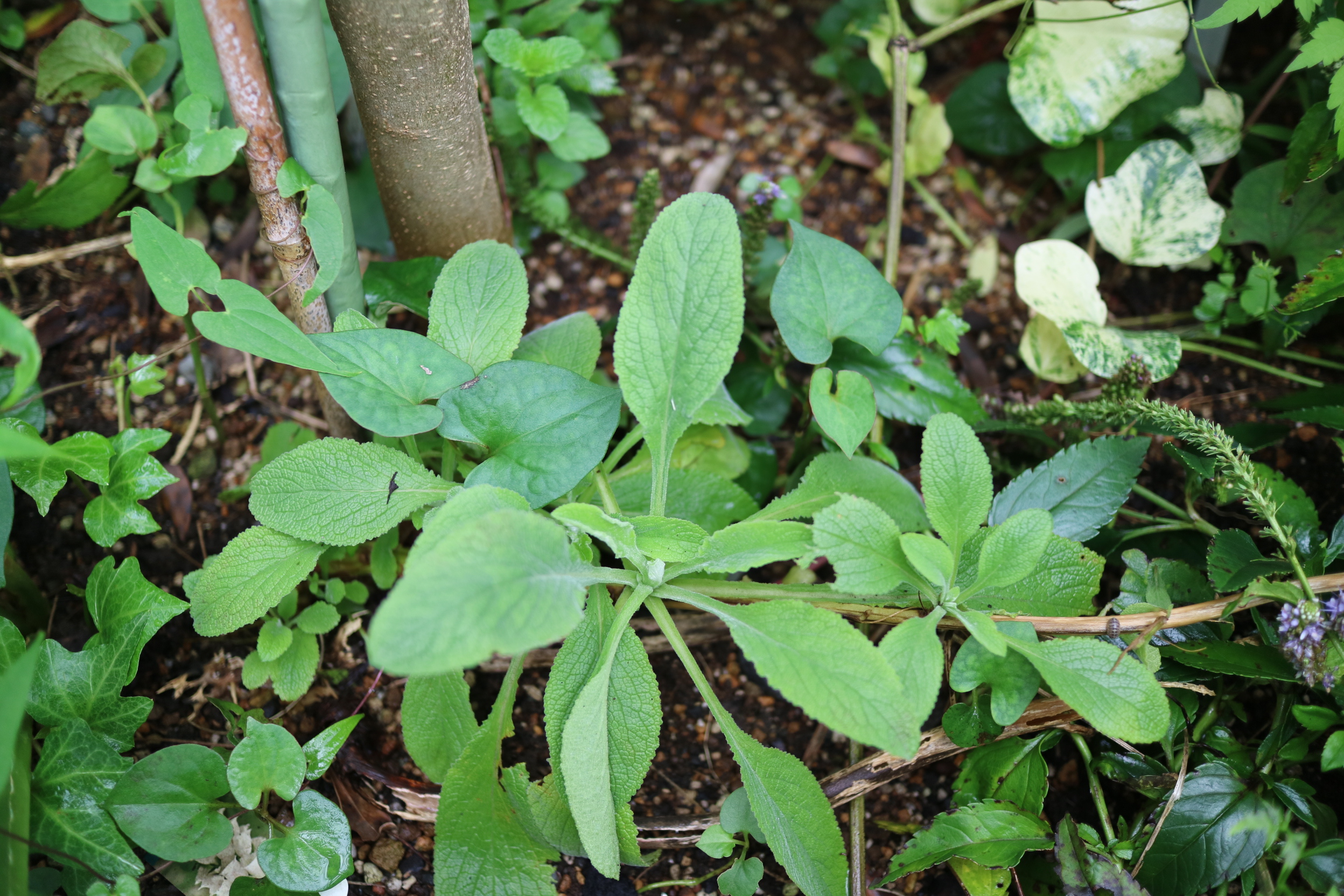 ジギタリス 夏越し成功 と再活動の植物たち 色えんぴつのひとりごと