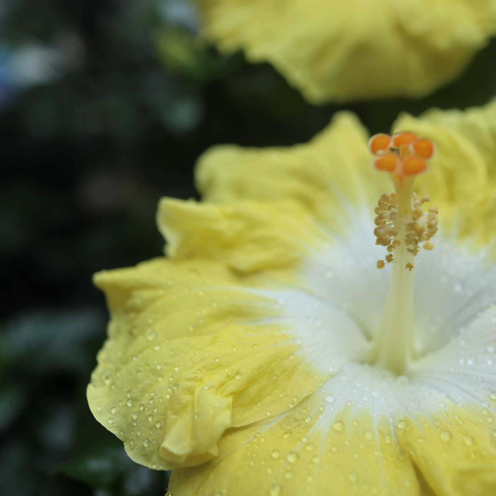 ハイビスカス 害虫に狙われる と半額セール 色えんぴつのひとりごと ハイビスカス 害虫に狙われる と半額セール 色えんぴつのひとりごと