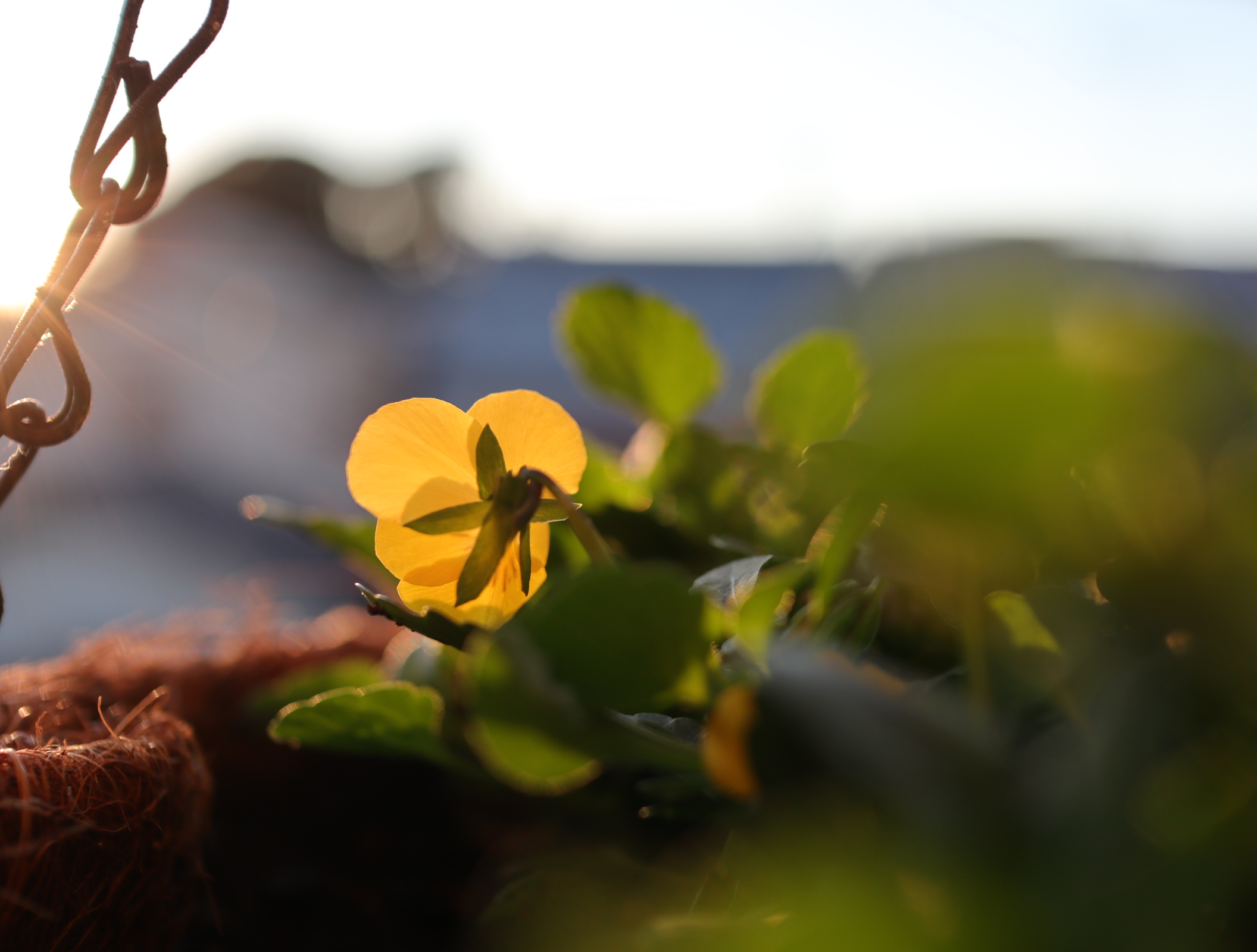 ハンギング フィオリーナ 定植ピンチ後の開花が始まった 色えんぴつのひとりごと ハンギング フィオリーナ 定植ピンチ後の開花が始まった 色えんぴつのひとりごと