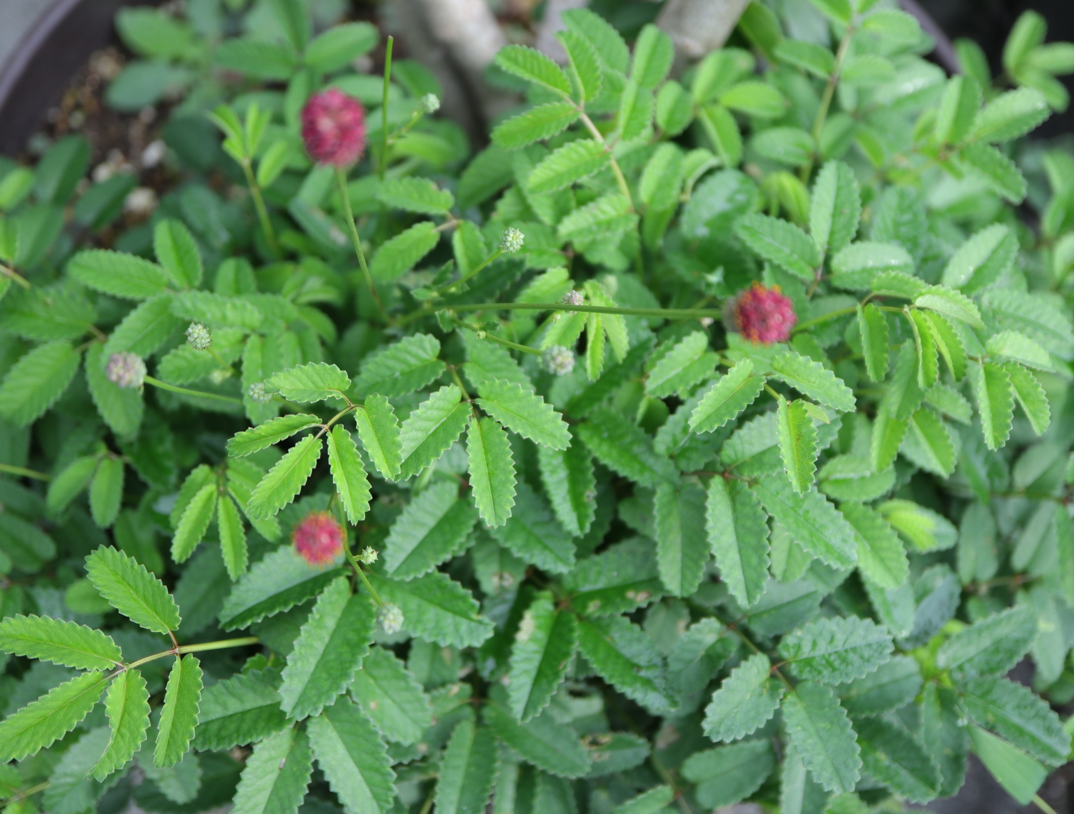 移植して正解の姫ワレモコウ ばらほたる と今年は順調 大玉トマト 色えんぴつのひとりごと 移植して正解の姫ワレモコウ ばらほたる と今年は順調 大玉トマト 色えんぴつのひとりごと