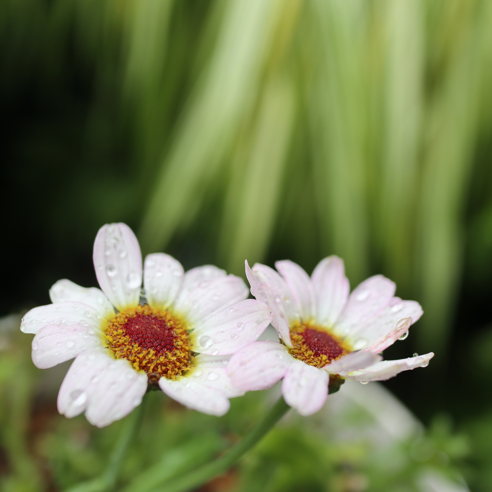 切り戻しのマックスマム マーガレットの小さな２番花 色えんぴつのひとりごと