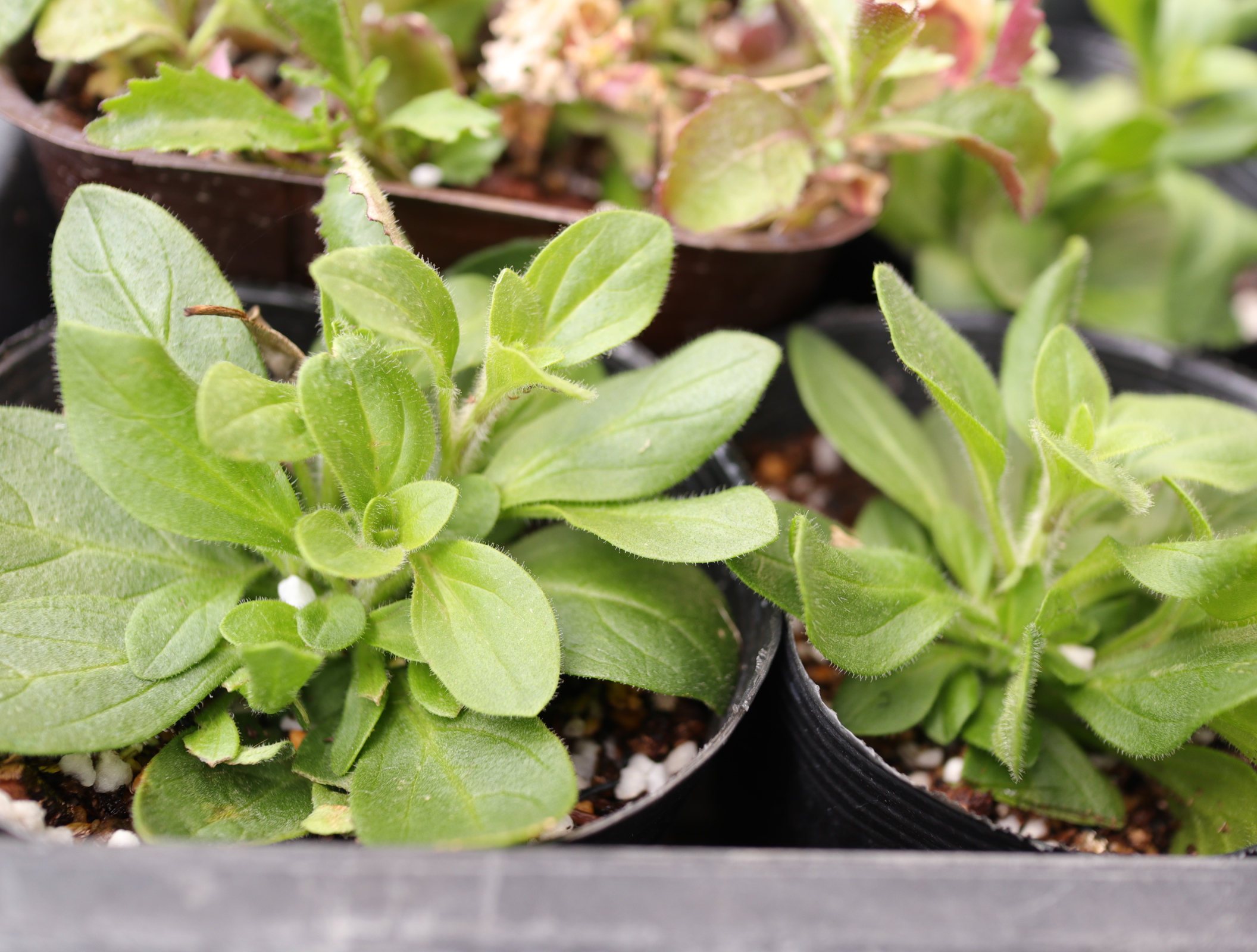 コメリのカリブラコア続々とアズーロ ペチュニアの挿し芽たち 色えんぴつのひとりごと コメリのカリブラコア続々とアズーロ ペチュニアの挿し芽たち 色えんぴつのひとりごと