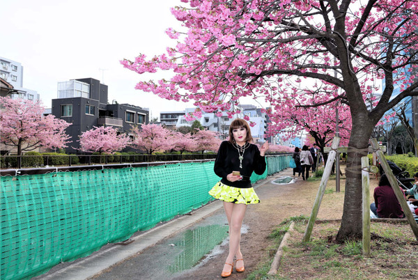 １寒緋桜と河津桜