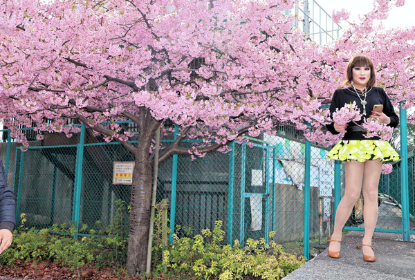 2河津桜