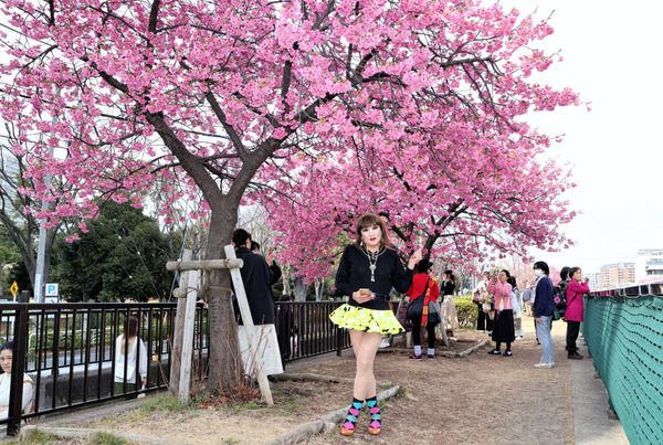 3寒緋桜
