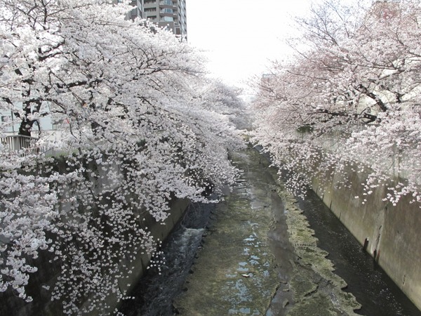 面影橋の桜