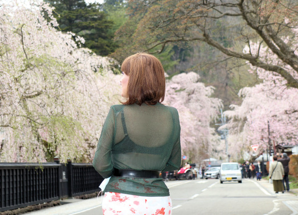 角館枝垂桜