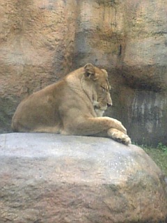 ����Zoo�饤����