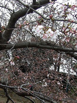 0403桜02