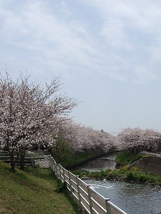 0411桜04