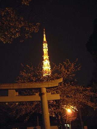 東京タワー(夜桜)増上寺4