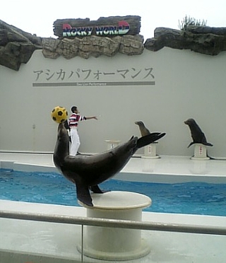 0504アシカ2
