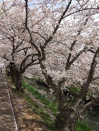 0411桜01