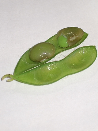 茶豆05