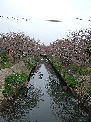 0403桜01