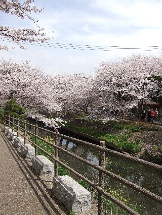 0411桜02