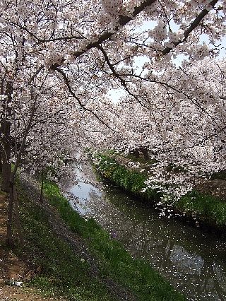 0411桜05