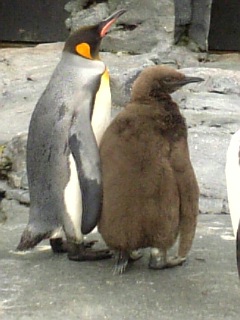 ����Zoo�ڥ󥮥�ƻ�