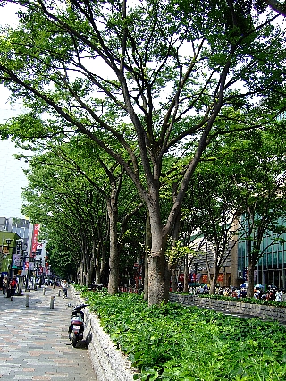 馬場大門の欅並木01