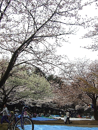 代々木公園の花見02