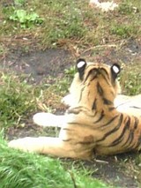 ����Zoo�ȥ�