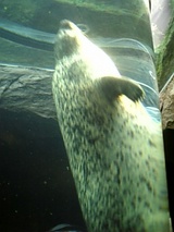 ����Zoo�����饷