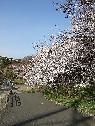 0407桜01